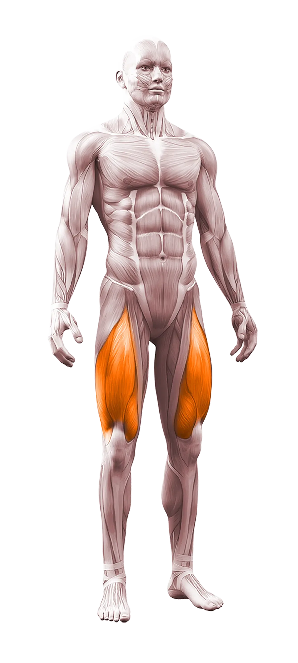 quads